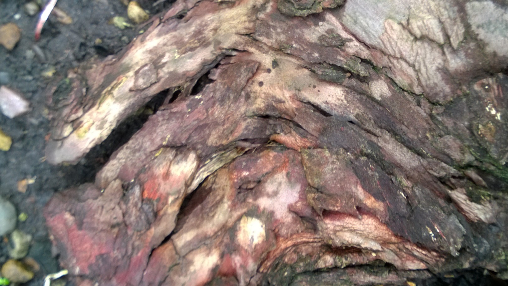 wpid-wp_20141102_006.jpg image