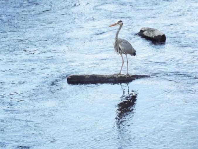 wp-1431942441222 image