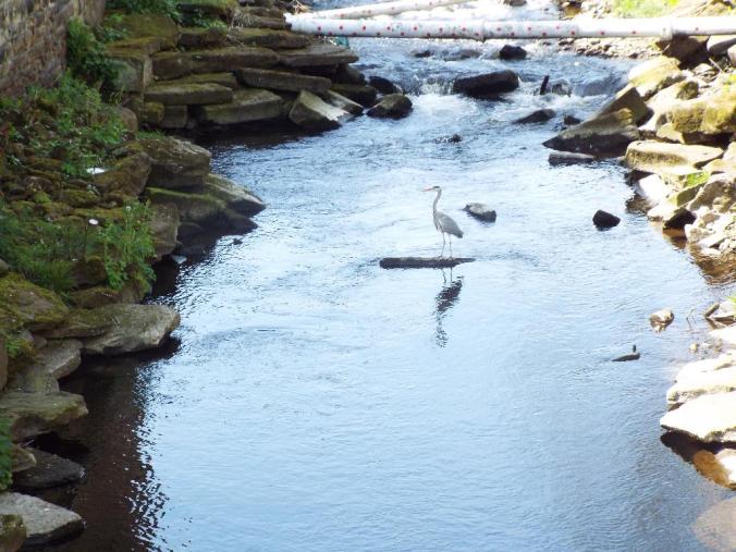 wp-1431942442040 image