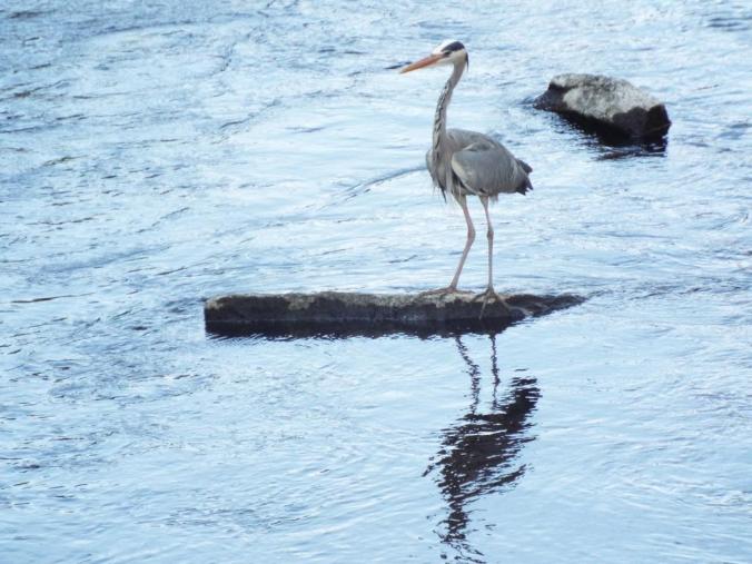 wp-1431942442538 image