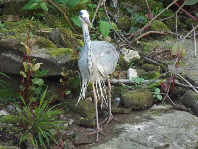 wp-1431942442893 image