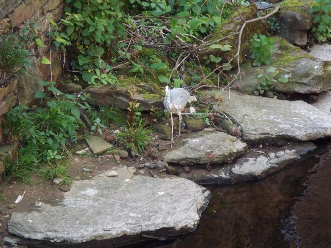 wp-1431942443301 image