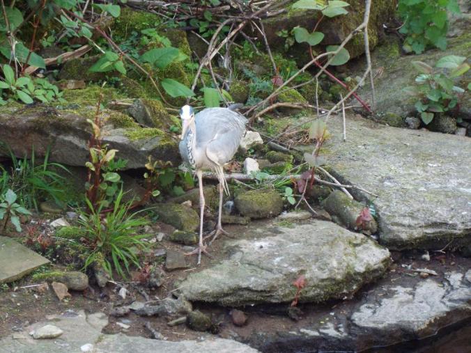 wp-1431942443771 image