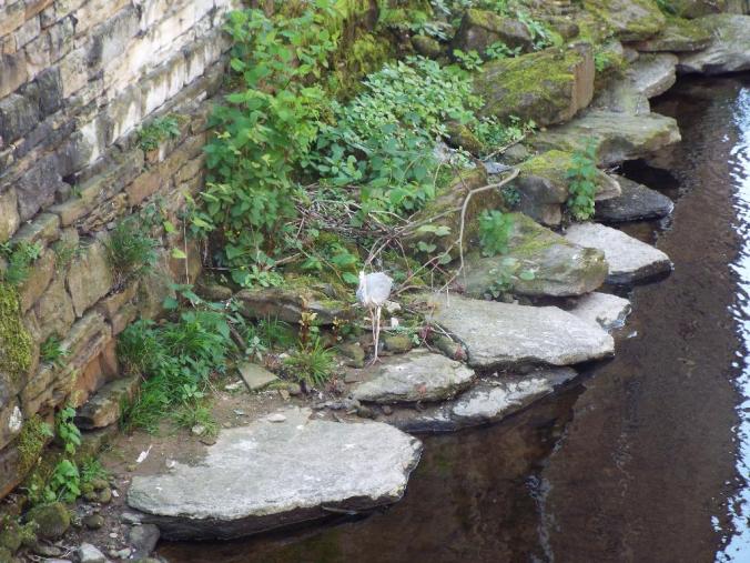 wp-1431942444256 image