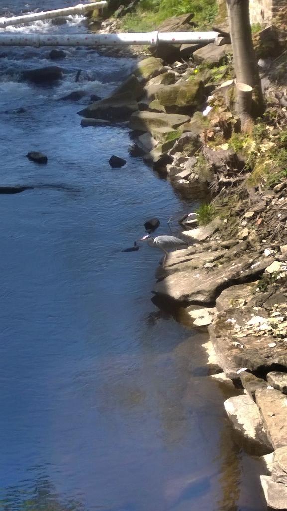 wp-1431942444766 image