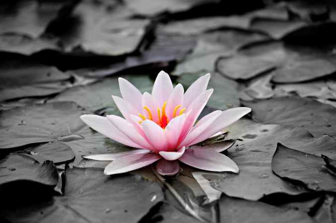pink and white lotus flower