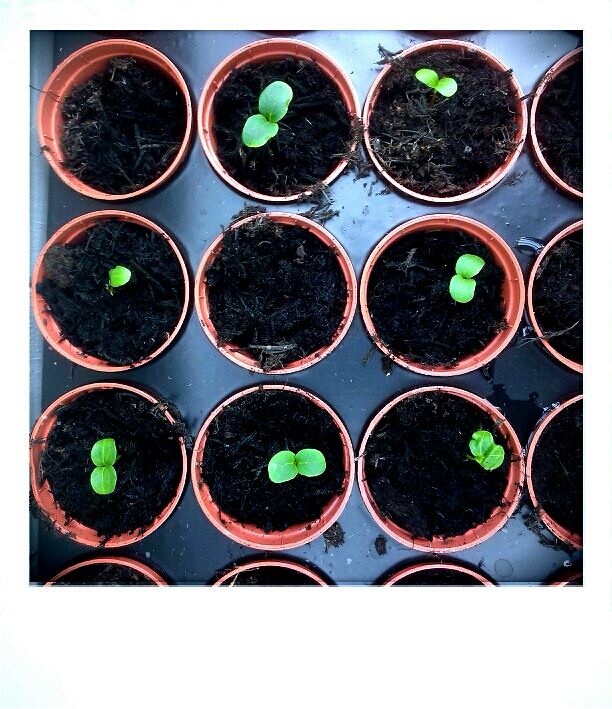 11391772_10153470475416177_4060314132330252959_n