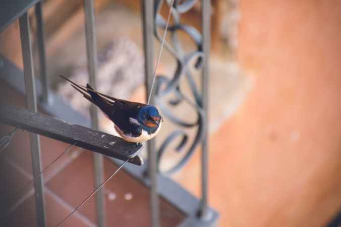 blue and black bird on top of metal frame