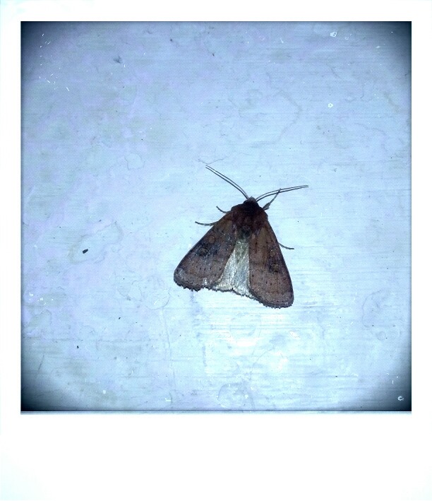 14463277_10154638723256177_7804934958290103387_n