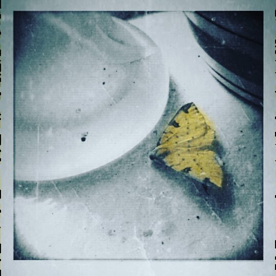 26157751_899422956889654_1732781852374073344_n