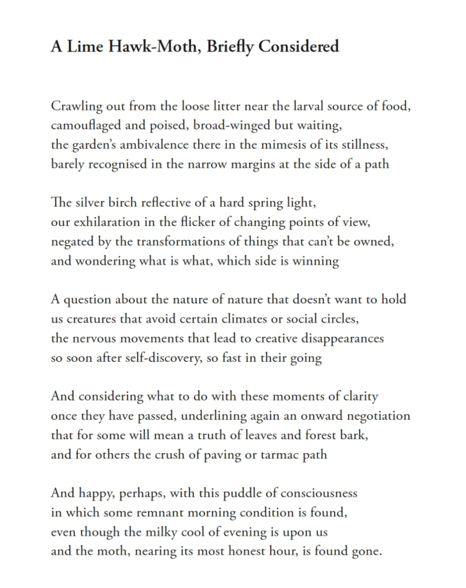 A Lime Hawk Moth M W