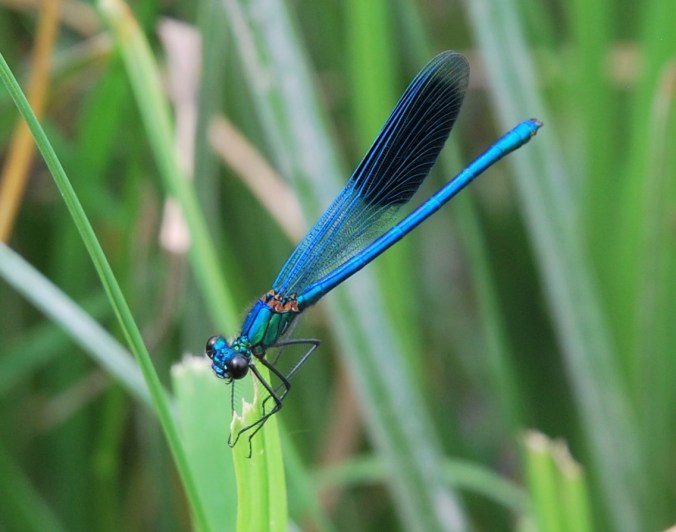 Banded Demoiselle damselfly