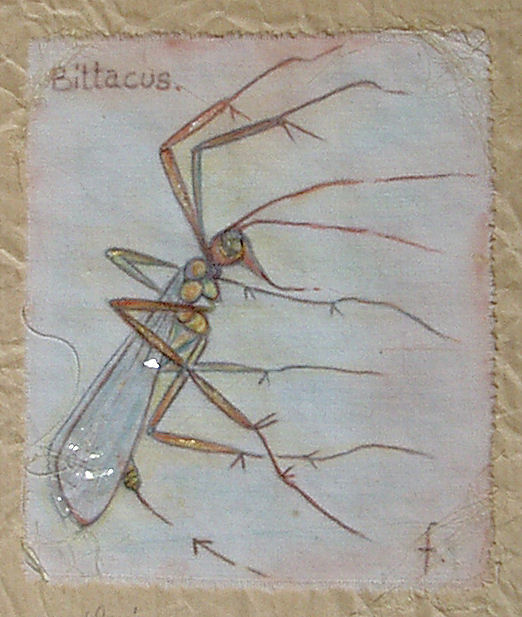 bittacus