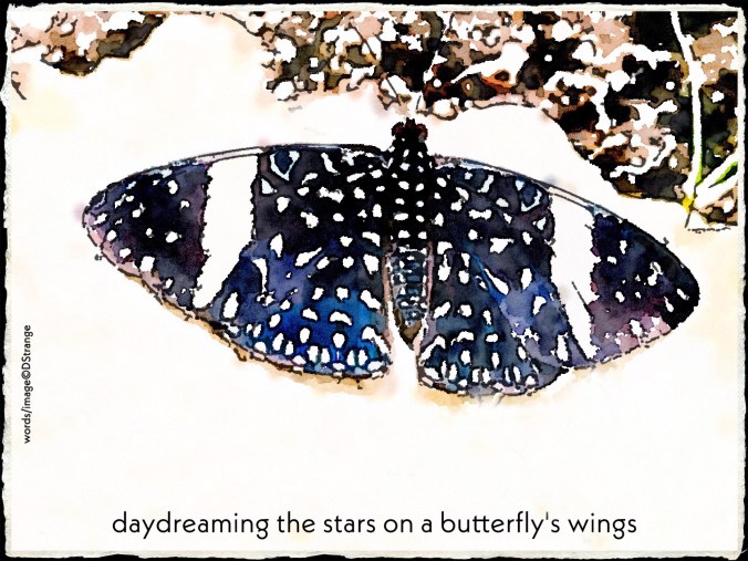 Debbie Strange a blue morpho butterflies