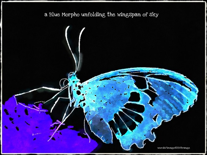 Debbie Strange Blue Morpho unfolding Butterflies