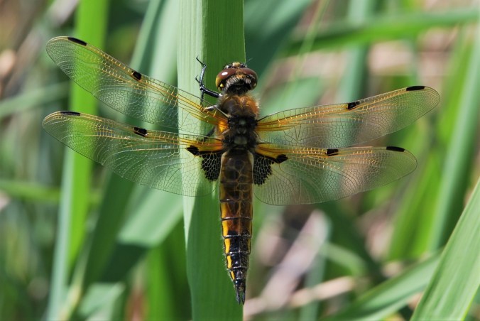Four-spotted Chaser