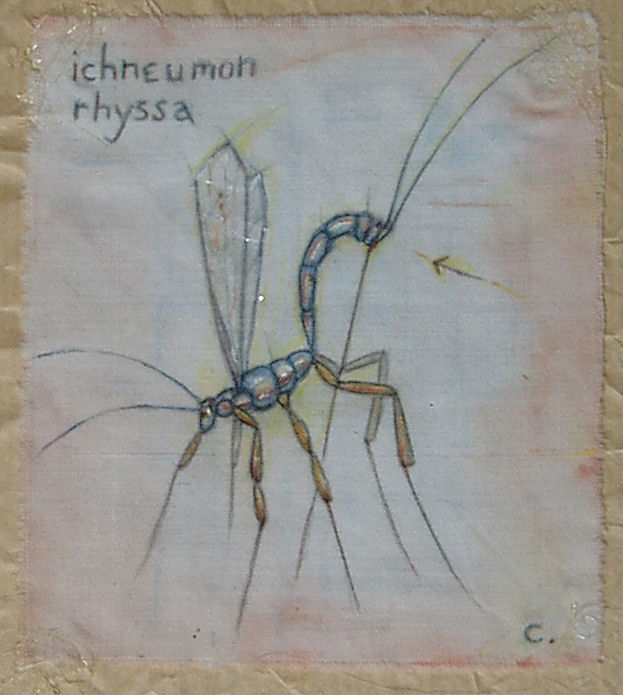 ichneumon rhyssa