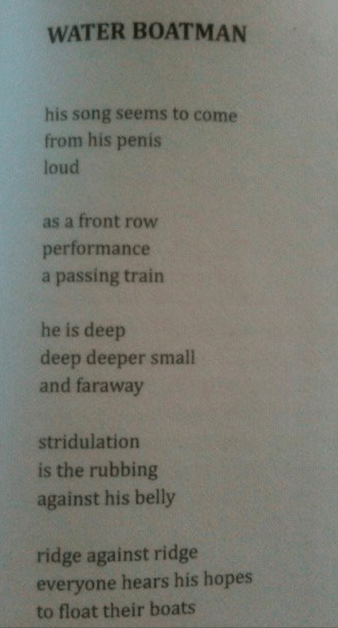 Laura McKee Water Boatman