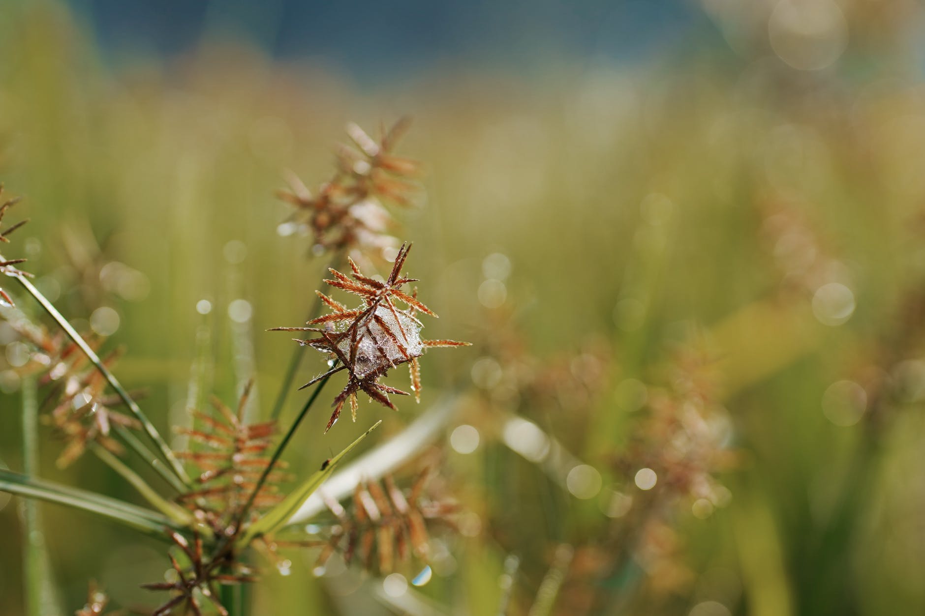 brown grass in tilt shift lens
