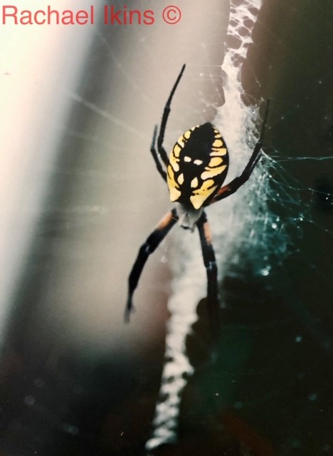Rachael Ikins orb weaver