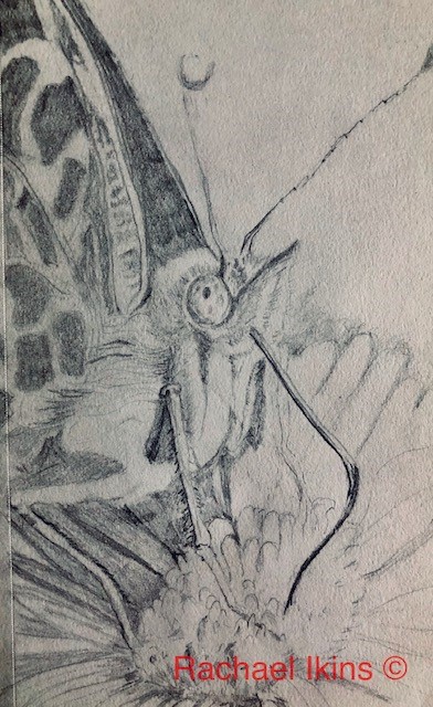 Rachael Ikins sipping nectar