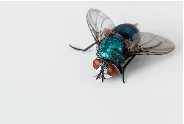 Rachel Deering Bluebottle