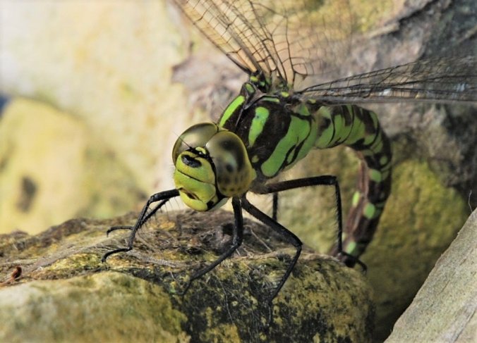 Southern Hawker ovipositing
