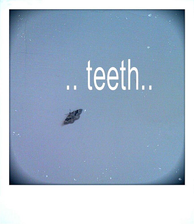 teeth