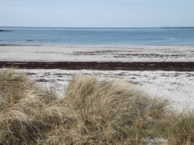 Better Marram Grass By Yvonne Marjot