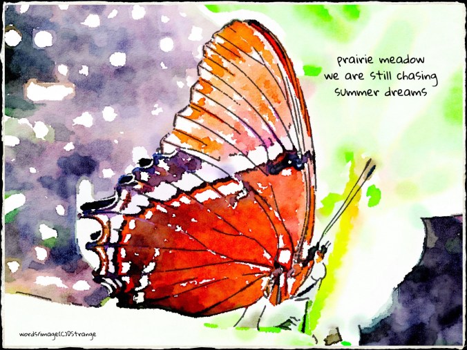 Debbie Strange Prairie Meadow