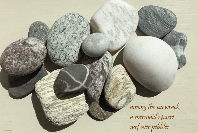 John Hawkshead Mermaid's purse