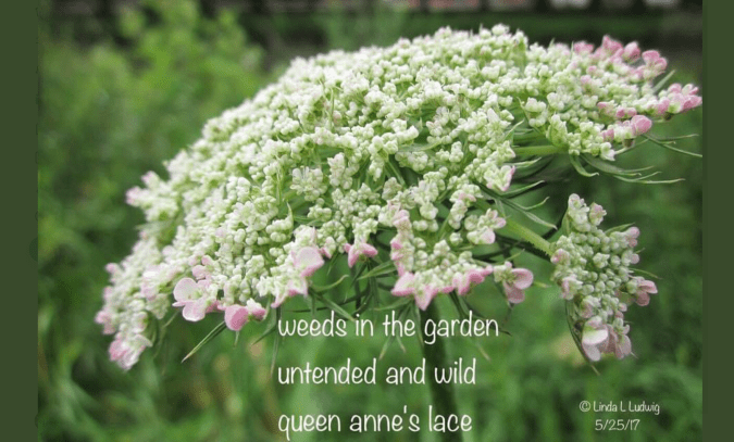 Linda Weeds in the garden