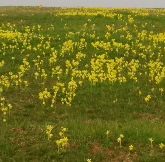 Pressed flowers by Sue Harpham