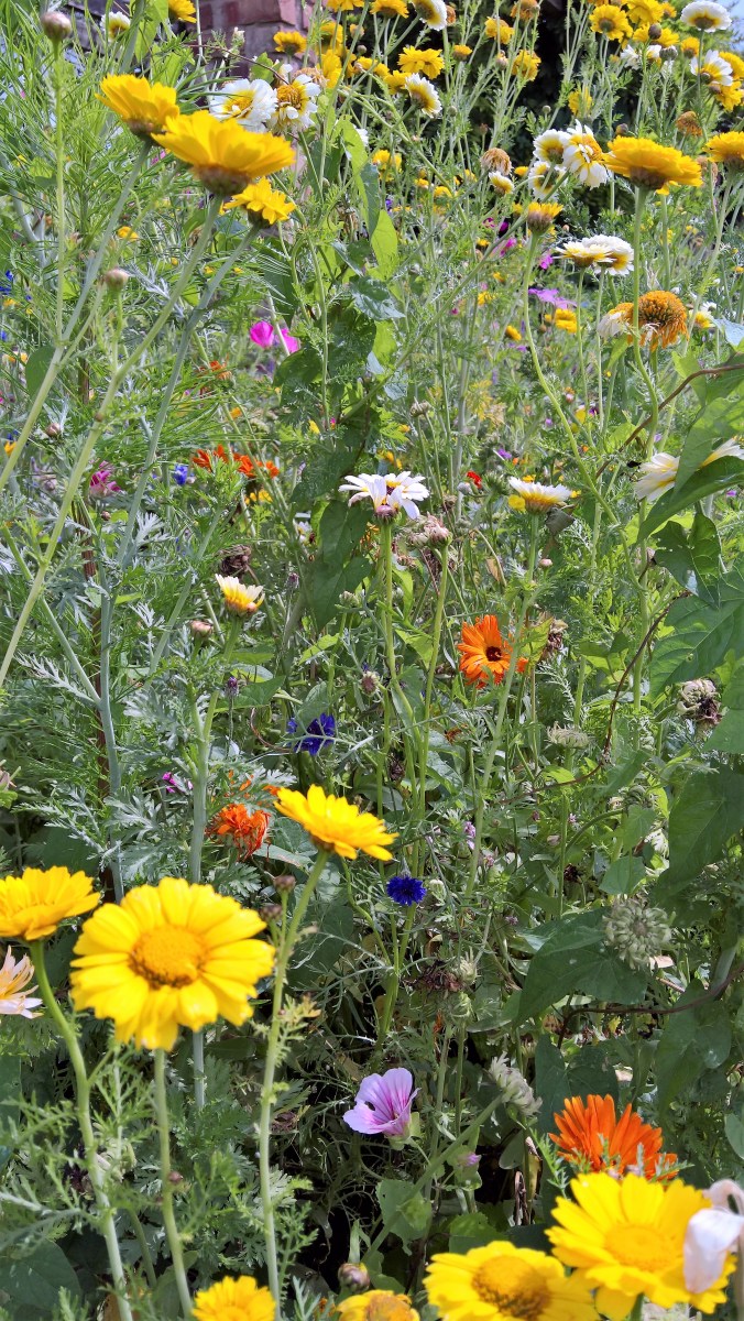 WP_20160808_13_04_38_Pro (2)