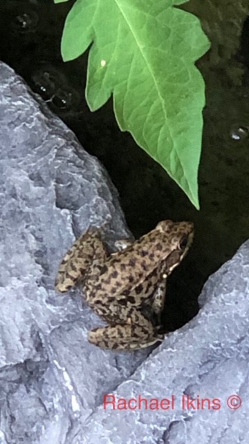 Frog 3