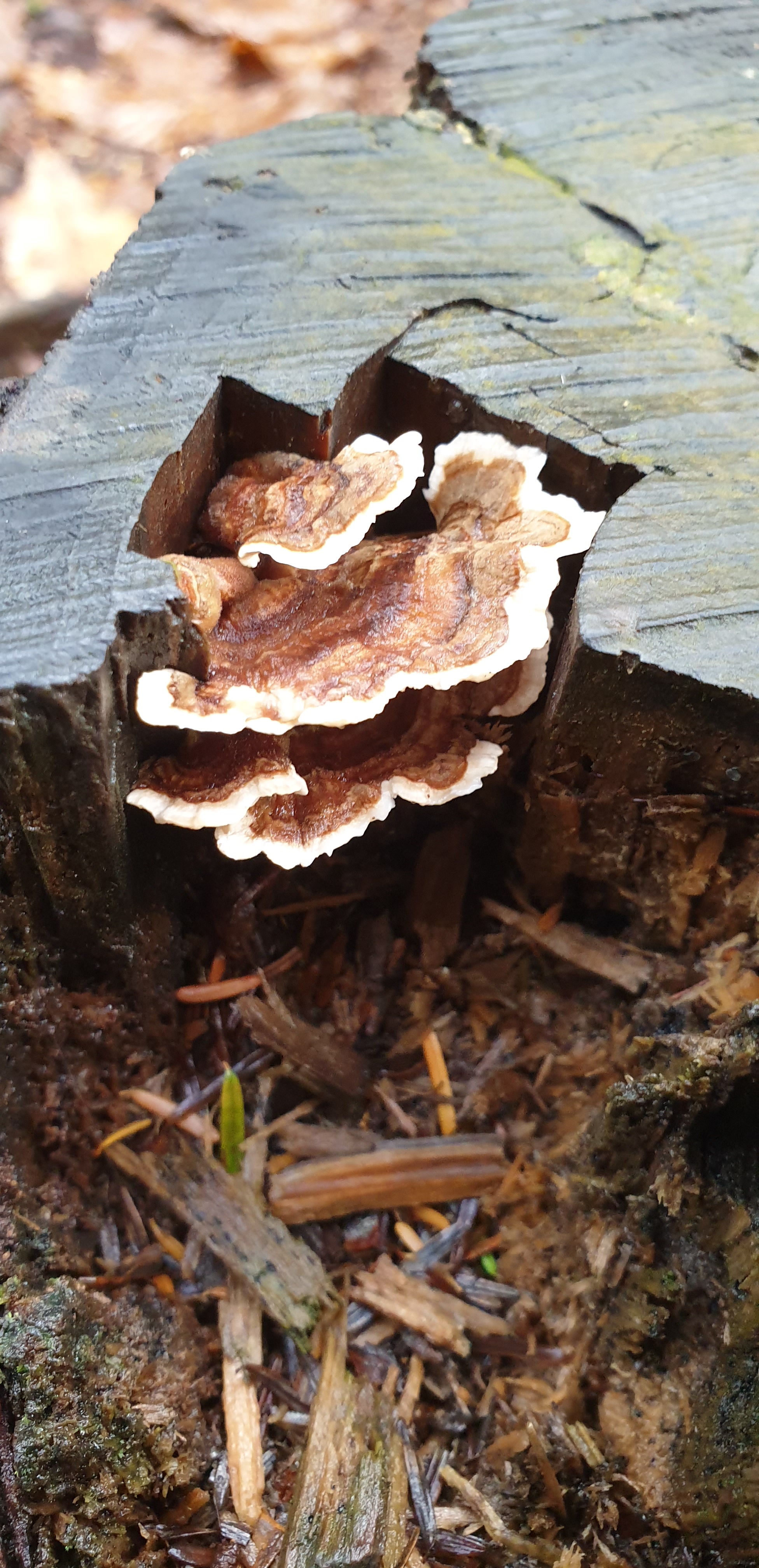 20201025_134707 - Copy (2)