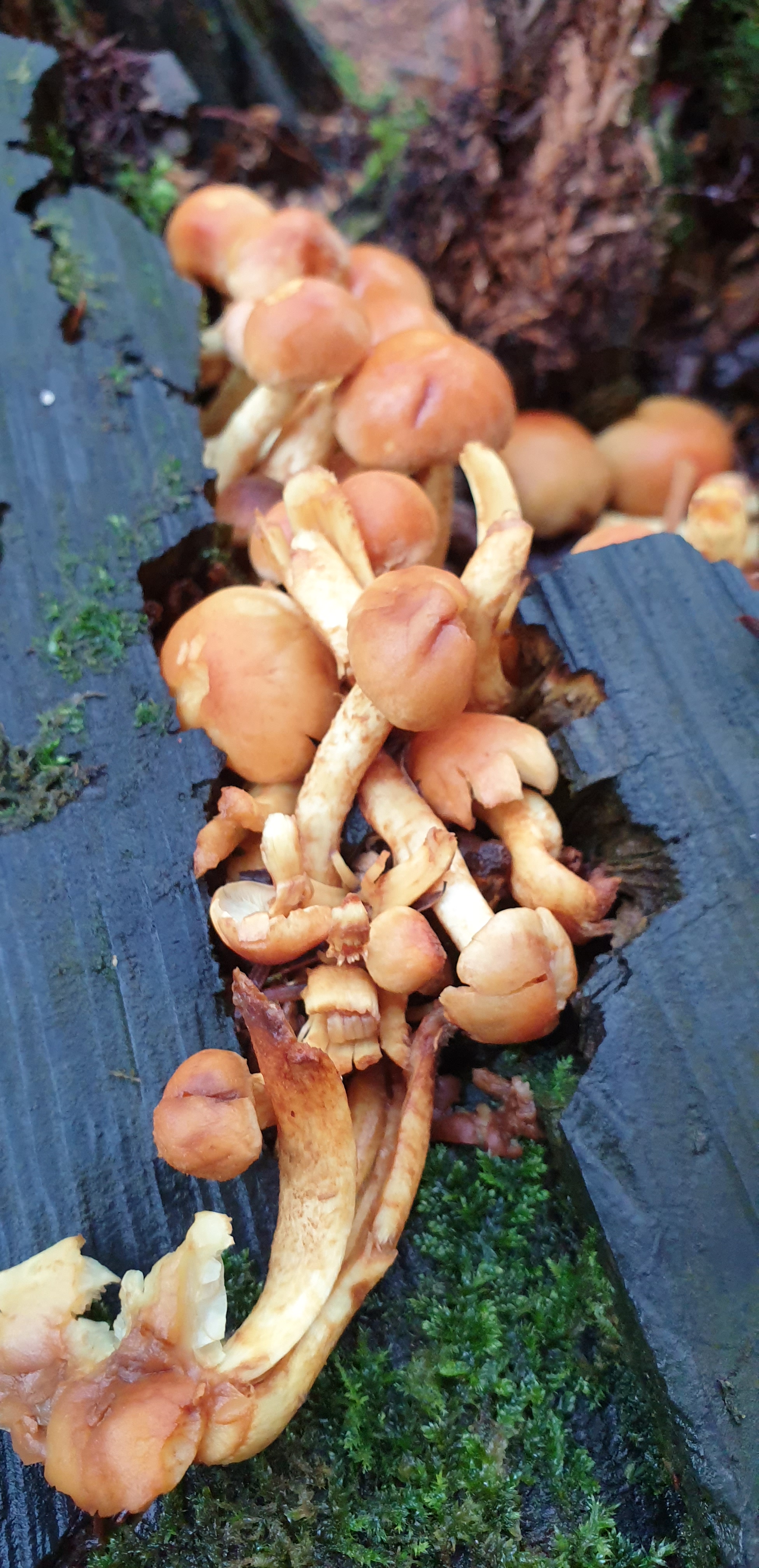 20201025_134830 - Copy (2)