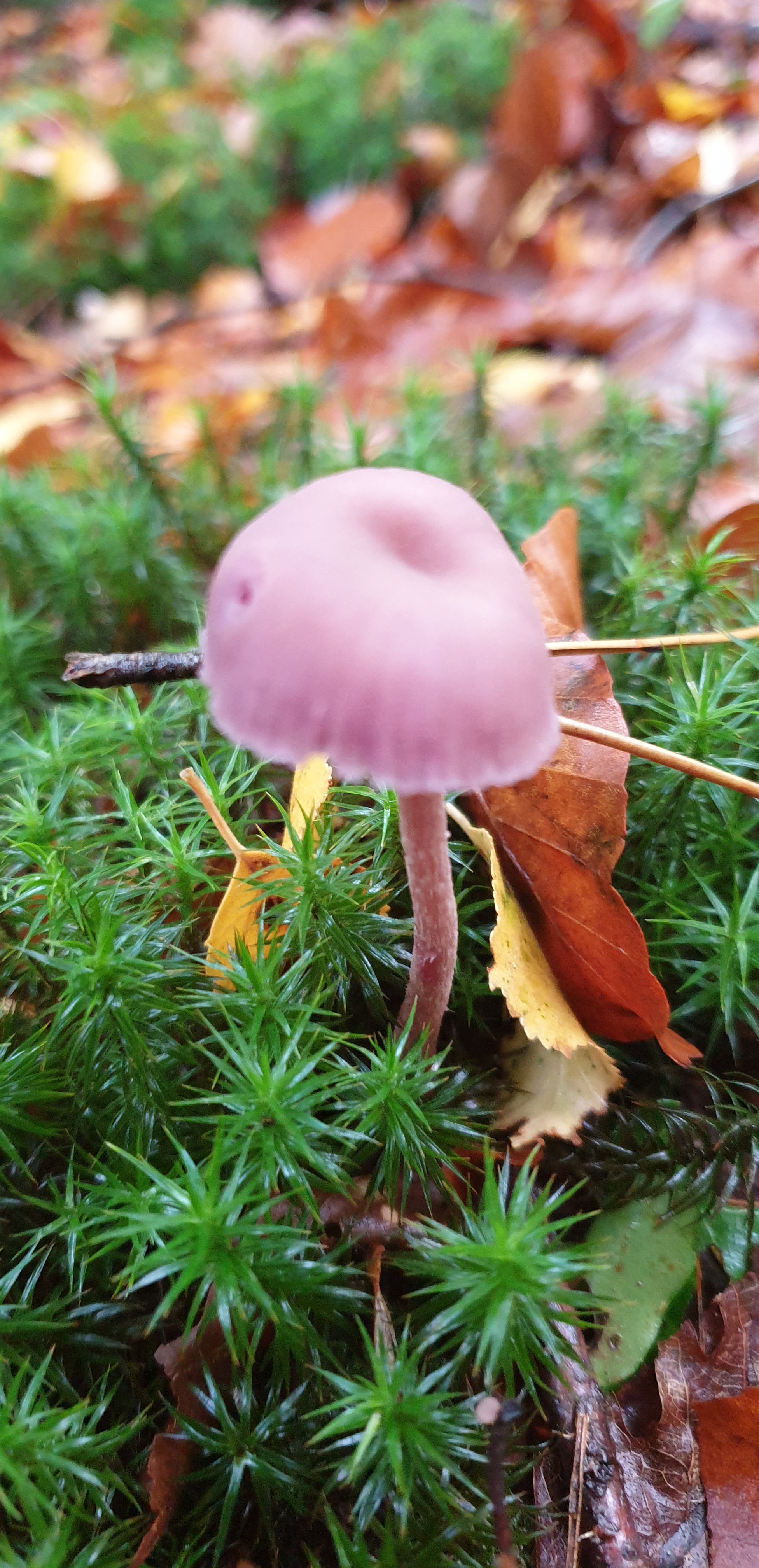 20201025_134918 - Copy (2)