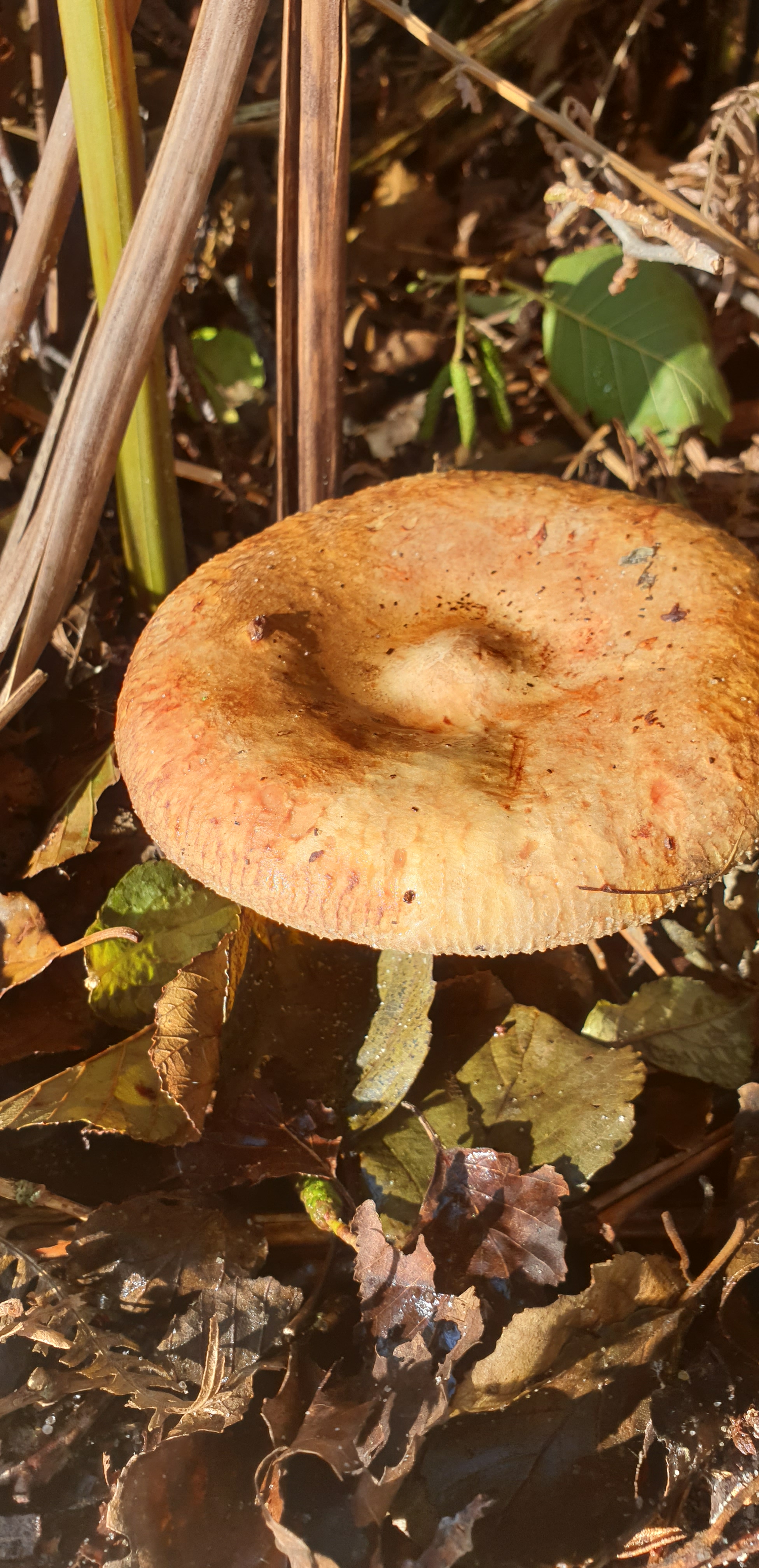 20201026_134532 - Copy (2)