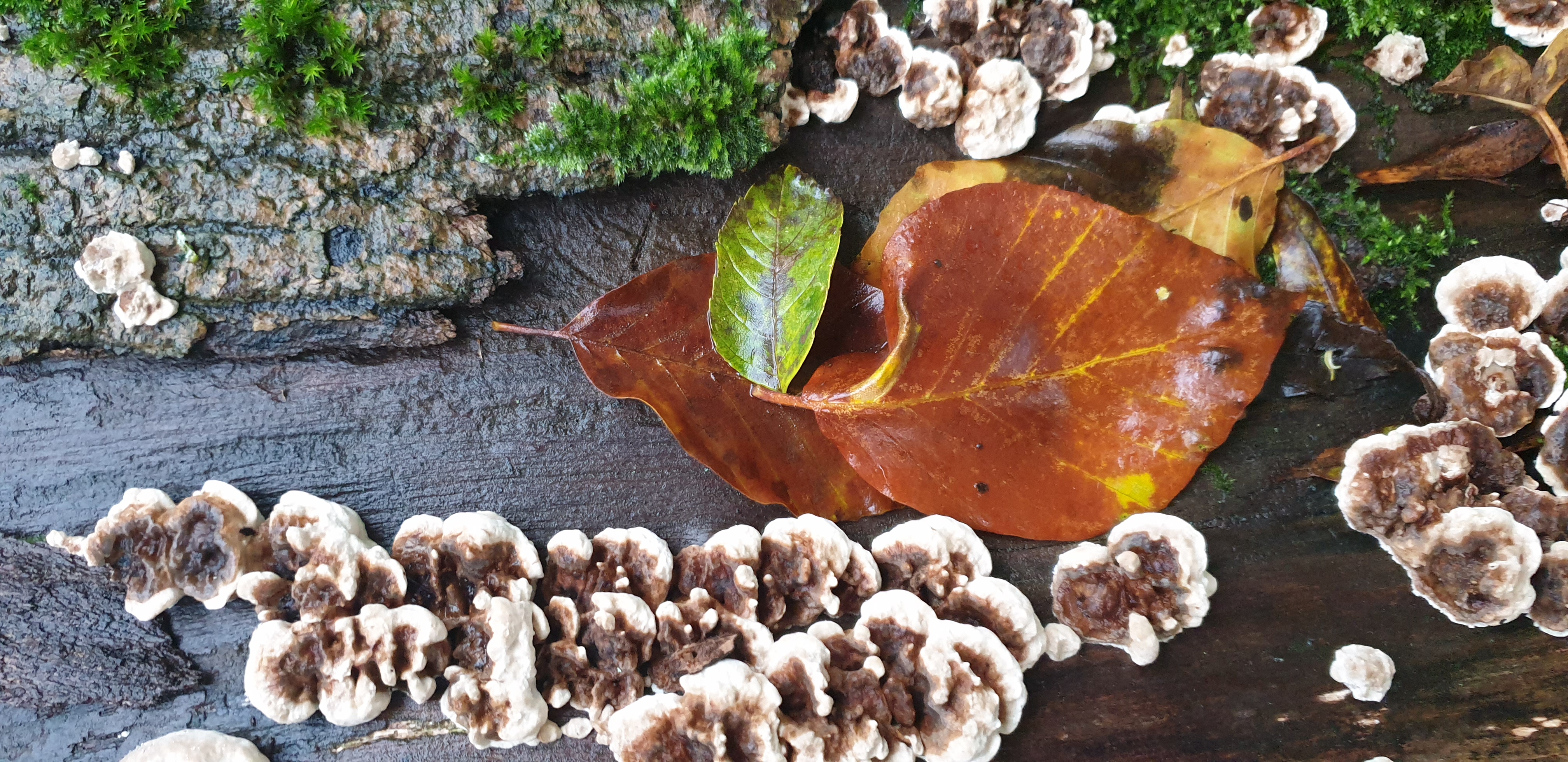 20201029_152318 - Copy (2)