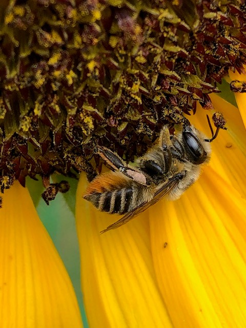 Bees 1