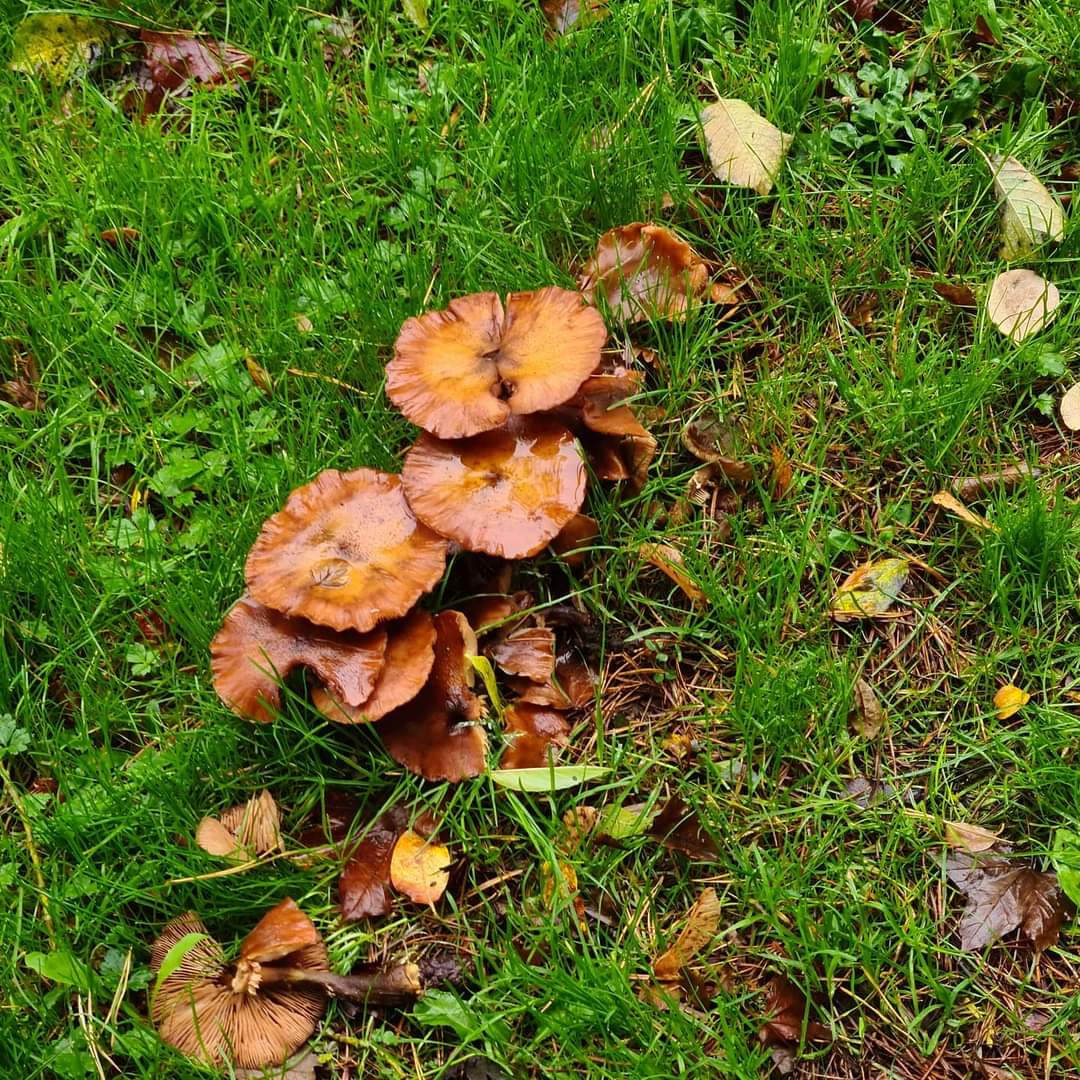 FB_IMG_1603453776593 - Copy (2)