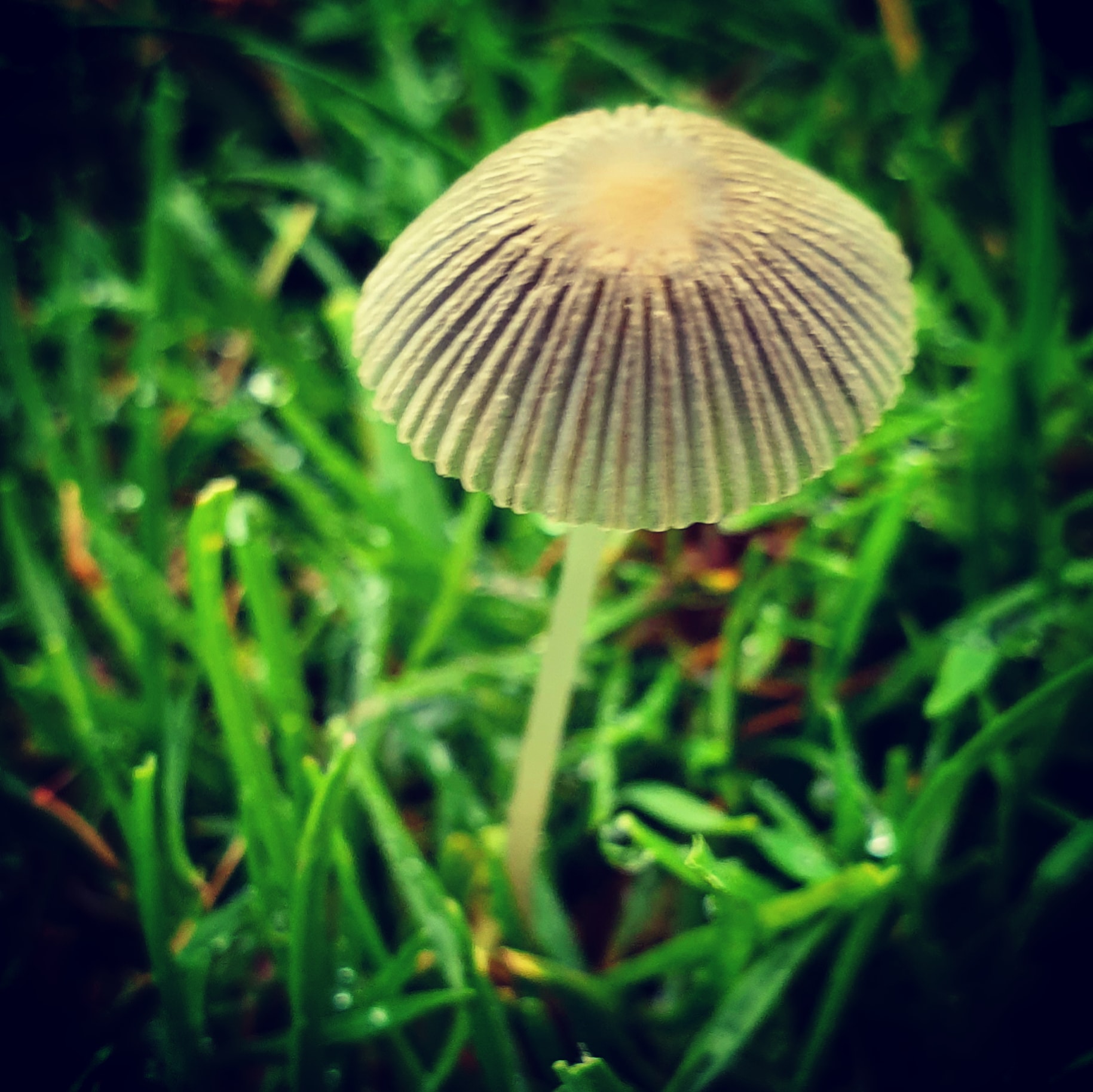 IMG_20201024_123149_477 - Copy (2)