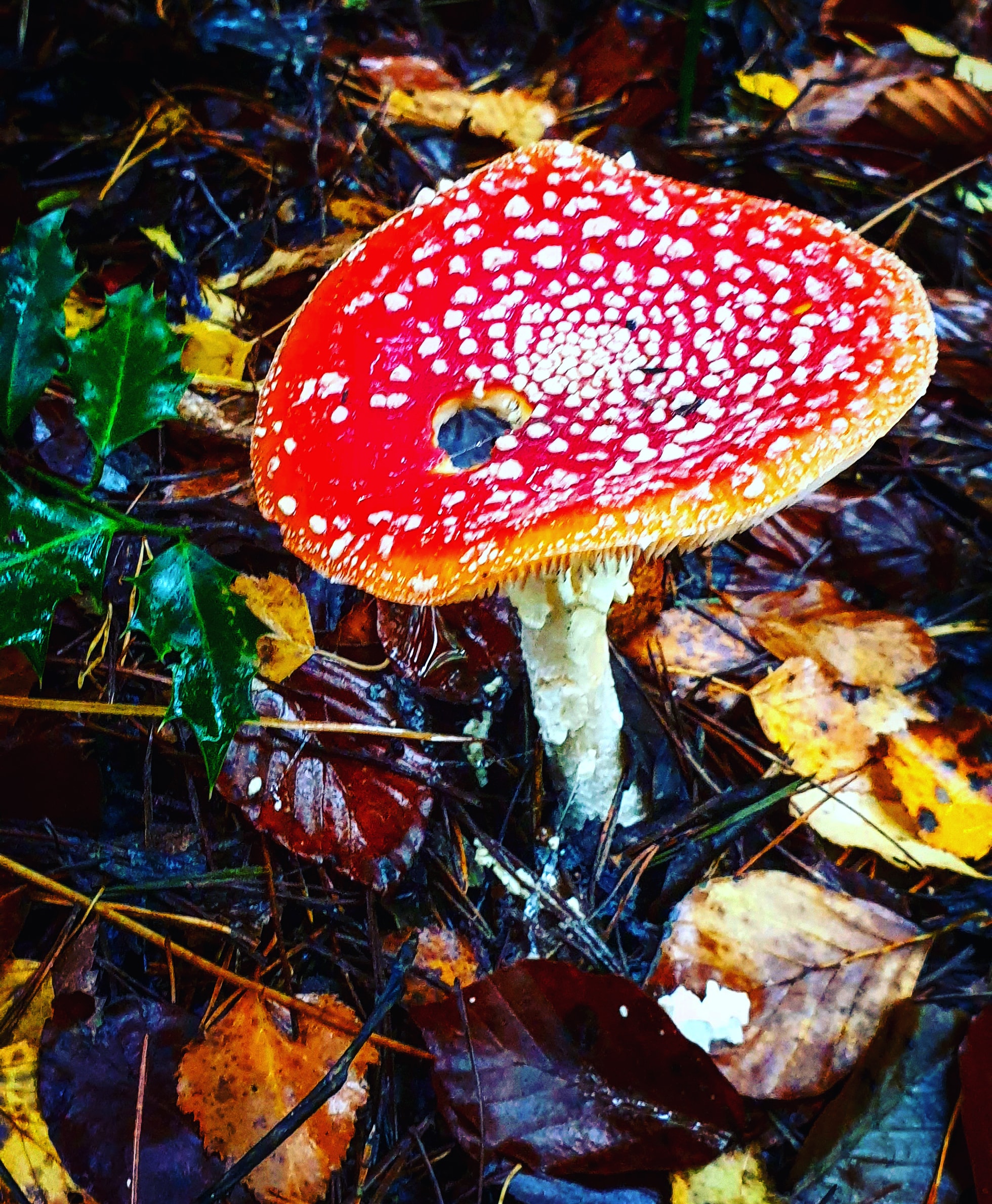 IMG_20201025_162930_841 - Copy (2)