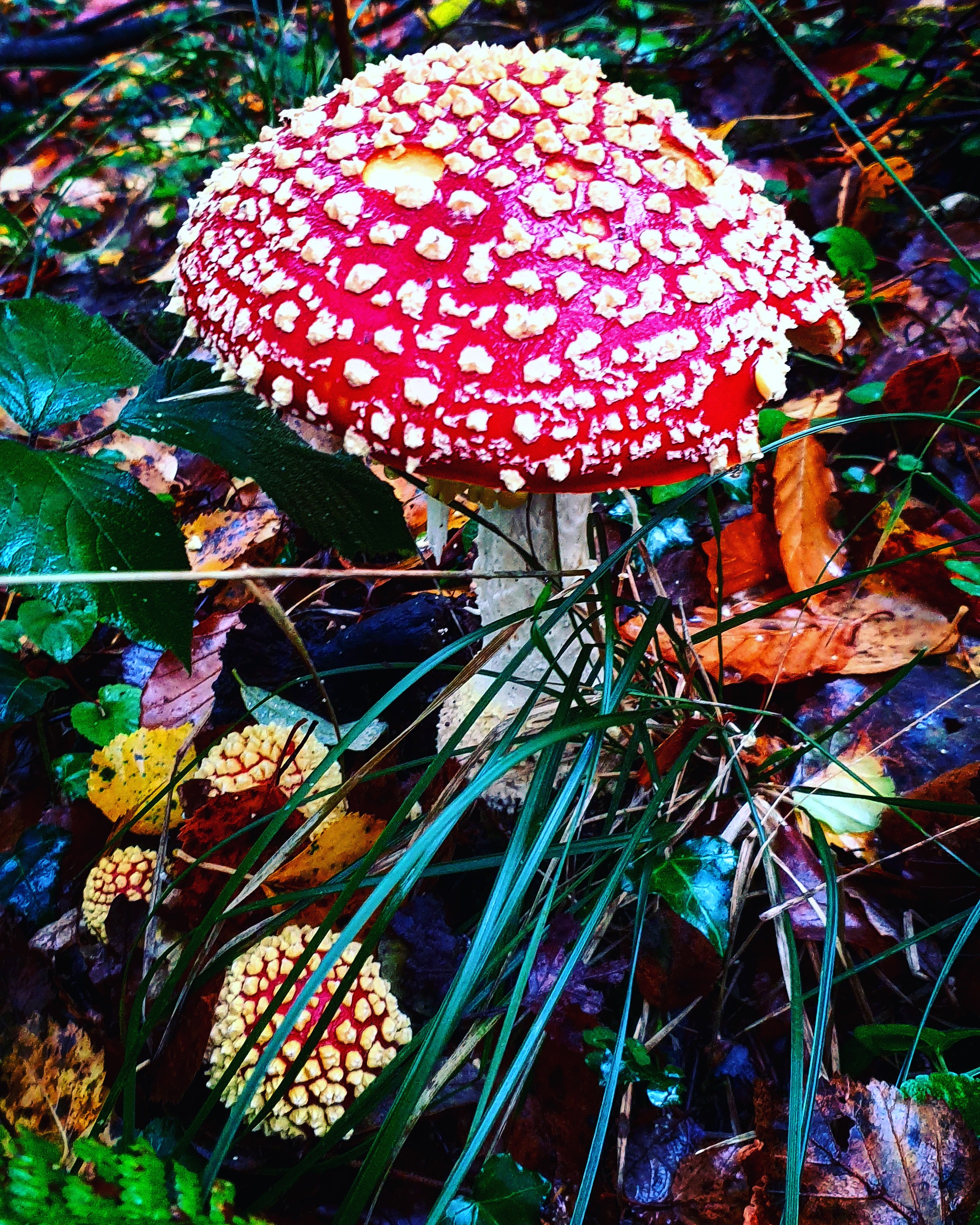 IMG_20201025_163103_844 - Copy (2)