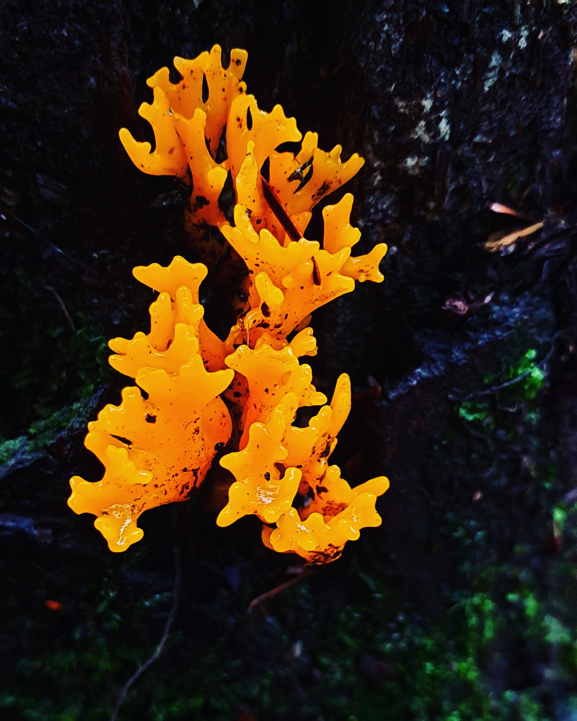 IMG_20201025_163209_407 - Copy (2)