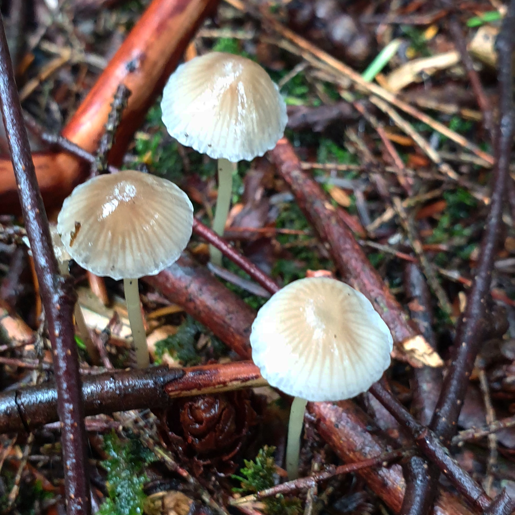 IMG_20201025_163257_439 - Copy (2)