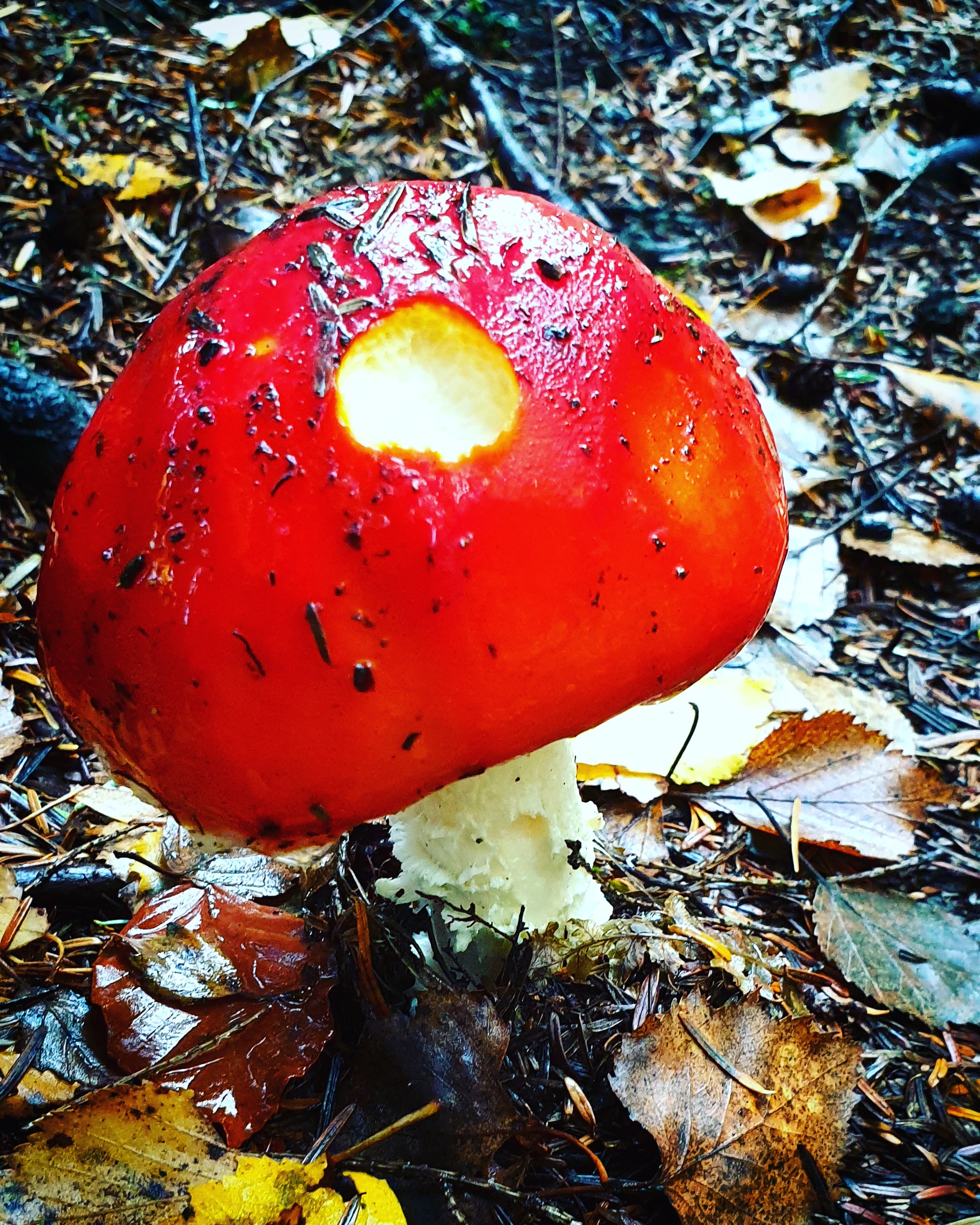 IMG_20201025_163329_272 - Copy (2)