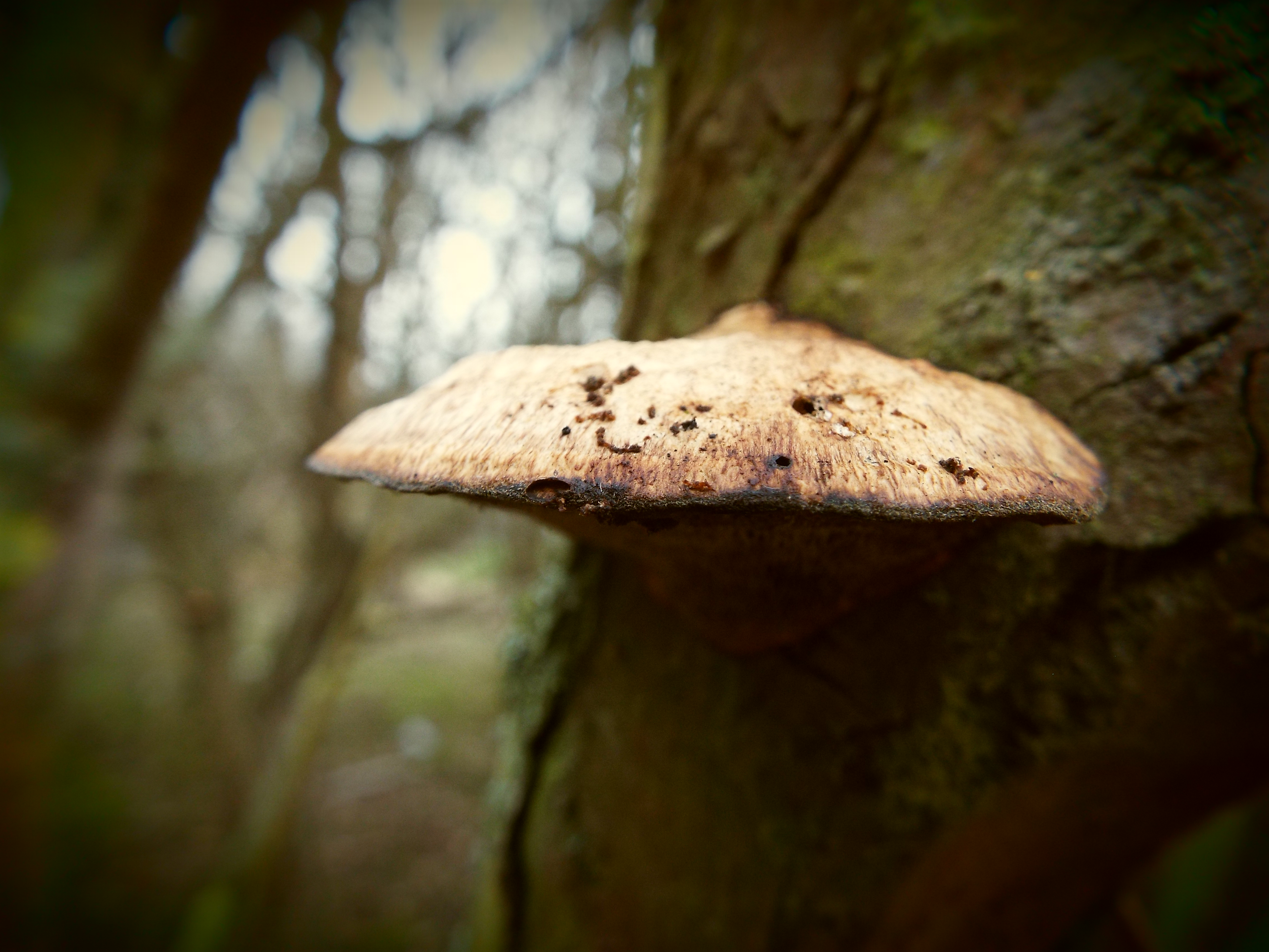 Mushroom1
