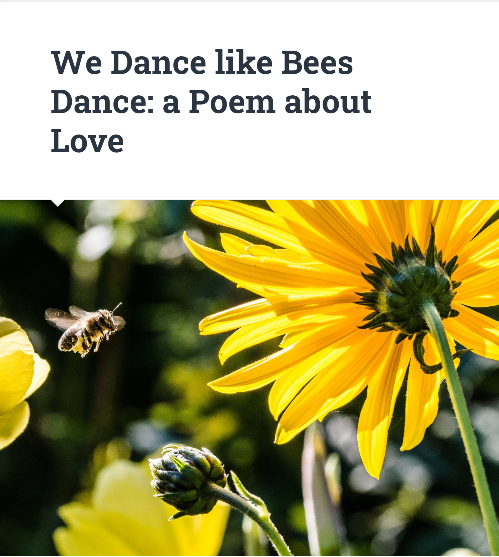 We dance like Bees Dance 1